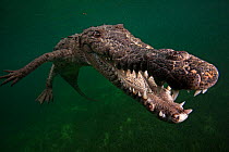 American crocodile (Crocodylus acutus), underwater, Jardines de la Reina / Gardens of the Queen National Park, Caribbean Sea, Ciego de Avila, Cuba, January. Vulnerable species.