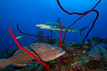 Black grouper (Mycteroperca bonaci) and Caribbean Reef Shark (Carcharhinus perezi), Jardines de la Reina / Gardens of the Queen National Park, Caribbean Sea, Ciego de Avila, Cuba, January