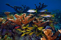 Elkhorn coral (Acropora palmata) French Grunt (Haemulon flavolineatum) and Schoolmaster Snapper (Lutjanus apodus), Jardines de la Reina / Gardens of the Queen National Park, Caribbean Sea, Ciego de Av...