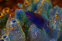 Acapulco damselfish (Stegastes acapulcoensis) juvenile with blue sponge, San Agustin Bay, Huatulco Bays National Park, southern Mexico, November
