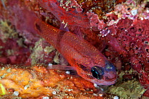 Barspot cardinalfish (Apogon retrosella), El Violin, Huatulco Bays National Park, southern Mexico, November