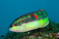 Wounded wrasse (Halichoeres chierchiae), San Agustin Bay, Huatulco Bays National Park, southern Mexico, November