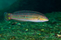 Wounded wrasse (Halichoeres chierchiae) juvenile, San Agustin Bay, Huatulco Bays National Park, southern Mexico, November