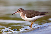 Spotted sandpiper (Actitis macularia), Copalita River mouth, Huatulco Bays National Park, southern Mexico, November