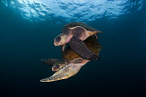Olive ridley turtle (Lepidochelys olivacea) mating, Huatulco National Park, Oaxaca state, southern Mexico, IUCN Vulnerable, August