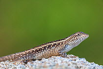 Smith's rosebelly lizard (Sceloporus smithi), Playa Morro Ayuta, Oaxaca state, southern Mexico, August
