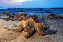 Olive Ridley Sea Turtle (Lepidochelys olivacea) nesting, Arribada (mass nesting event), Playa Morro Ayuta, Oaxaca state, southern Mexico. Vulnerable species.