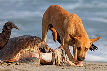 Feral Dog (Canis familiaris) feeding on an Olive Ridley Sea Turtle (Lepidochelys olivacea) killed prior to nesting, Arribada (mass nesting event), Playa Morro Ayuta, Oaxaca state, southern Mexico. Vul...