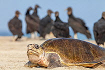 Olive ridley sea turtle (Lepidochelys olivacea) arriving to nest, with American Black Vulture (Coragyps atratus) waiting, Arribada (mass nesting event), Playa Morro Ayuta, Oaxaca state, southern Mexic...