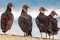 American black vultures (Coragyps atratus) four on beach, Playa Morro Ayuta, Oaxaca state, southern Mexico, August