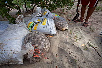 Olive ridley turtle (Lepidochelys olivacea) eggs seized from poachers, Arribada, Playa Morro Ayuta, Oaxaca state, southern Mexico, Vulnerable species.