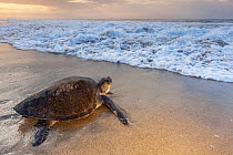 Olive ridley sea turtle (Lepidochelys olivacea) returning to sea after laying eggs on the beach, Arribada (mass nesting event), Playa Morro Ayuta, Oaxaca state, southern Mexico, Vulnerable.