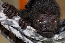 Yucatan black howler monkey (Alouatta pigra) orphan in process of reintroduction to the wild, Yucatan Black Howler Monkey conservation program, Los Aluxes Ecopark, Palenque, Chiapas, southern Mexico....