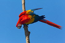 Scarlet Macaw (Ara macao), Scarlet Macaw reintroduction program, Palenque, Chiapas, southern Mexico, March