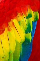 Scarlet Macaw (Ara macao) close up of feathers, captive, Palenque, Chiapas, southern Mexico, March