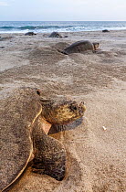 Olive ridley sea turtle (Lepidochelys olivacea) nesting, Arribada (mass nesting event), Playa Morro Ayuta, Oaxaca state, southern Mexico, Vulnerable species.