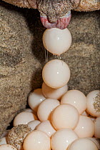 Olive Ridley Sea Turtle (Lepidochelys olivacea) nesting, egg in nest,  Arribada (mass nesting event), Playa Morro Ayuta, Oaxaca state, southern Mexico, IUCN Vulnerable, August
