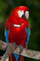 Scarlet Macaw (Ara macao) with radio transmitting collar, Scarlet Macaw reintroduction program, Palenque, Chiapas, southern Mexico, March