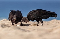 American Black Vulture (Coragyps atratus) eating Olive ridley sea turtle (Lepidochelys olivacea) egg, Arribada (mass nesting event), Playa Morro Ayuta, Oaxaca state, southern Mexico.