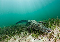 American crocodile (Crocodylus acutus) Jardines de la Reina / Gardens of the Queen National Park, Caribbean Sea, Ciego de Avila, Cuba, January. Vulnerable species.