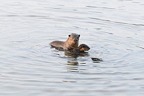 Smooth-coated otter (Lutrogale perspicillata) with young otters, socializing in the early morning, Kallang River, Singapore