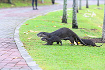 Smooth-coated otters (Lutrogale perspicillata)  two young, heading back to shelter,  Kallang River, Singapore