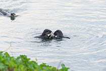 Smooth-coated otters (Lutrogale perspicillata) eating fish in the early morning in Kallang River, Singapore