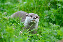 Asian small-clawed otter (Aonyx cinerea) young female, Edinburgh Zoo, Scotland, captive