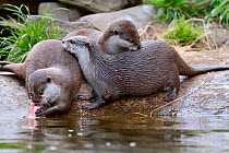 Asian small-clawed otter (Aonyx cinerea) two young females beside mother eating salmon, Edinburgh Zoo, Scotland, captive