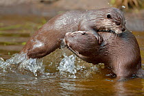 Asian small-clawed otter (Aonyx cinerea) two young females play-fighting, Edinburgh Zoo, Scotland, captive