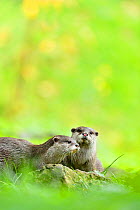 Asian small-clawed otter (Aonyx cinerea) two young females, Edinburgh Zoo, Scotland, captive
