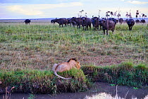 African lion (Panthera leo) male in front of charging Cape buffalo herd (Syncerus caffer caffer), Masai Mara National Reserve, Kenya, Africa. Sequence 1 of 13. The lion along with a lioness had killed...