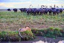 African lion (Panthera leo) male in front of charging Cape buffalo herd (Syncerus caffer caffer), Masai Mara National Reserve, Kenya, Africa. Sequence 2 of 13. The lion along with a lioness had killed...