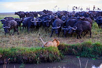 African lion (Panthera leo) male in front of charging Cape buffalo herd (Syncerus caffer caffer), Masai Mara National Reserve, Kenya. Sequence 5 of 13. The lion along with a lioness had killed a buffa...