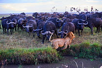 African lion (Panthera leo) male escaping from charging Cape buffalo herd (Syncerus caffer caffer), Masai Mara National Reserve, Kenya. Sequence 9 of 13. The lion along with a lioness had killed a buf...