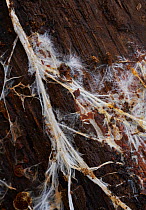 Fungus mycelium growing under bark of tree (Fungal growth)