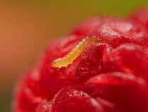 Raspberry beetle (Byturus tormentosus) larva, Sussex, England, UK, June.