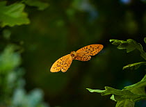Silver washed fritillary (Argynnis paphia) in flight, Sussex, England, UK, July.