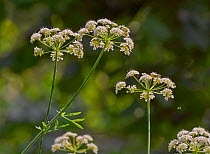 Water dropwort flower  (Oenanthe crocata), the most poisonous plant in UK. Sussex, England