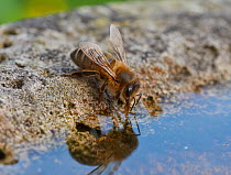 Honeybee (Apis mellifera) drinking from bird bath, England, UK, June.