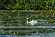 Mute swan (Cygnus olor) surrounded by Yellow water lilies (Nuphar lutea) Somerset, England, UK, May.