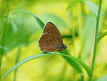 Ringlet butterfly (Aphantopus hyperantus) Sussex, England, UK, June.