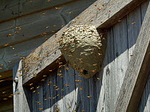 Wasp (Vespula vulgaris) nest on stable door, Sussex, England, UK, July.