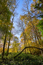 Rookery Wood in autumn, Sussex, England, UK, November.