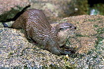Asian small-clawed otter (Aonyx cinereus) feeding, captive occurs in Asia.