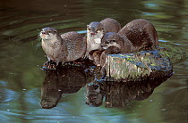 Asian small-clawed otter (Aonyx cinereus) group resting on rock in water, captive occurs in Asia.