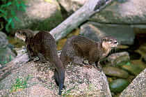 Asian small-clawed otter (Aonyx cinereus) two resting on rock, captive occurs in Asia.