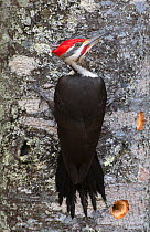 Pileated woodpecker (Dryocopus pileatus) foraging on tree trunk, Acadia National Park, Maine, USA. February.