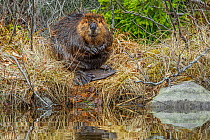 North American Beaver (Castor canadensis) grooming at the side of the pond. Acadia National Park, Maine, USA.