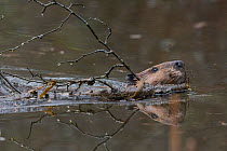 North American beaver (Castor canadensis) swimming carrying branch to build with. Acadia National Park, Maine, USA. May.